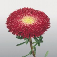 Princess Bright Red